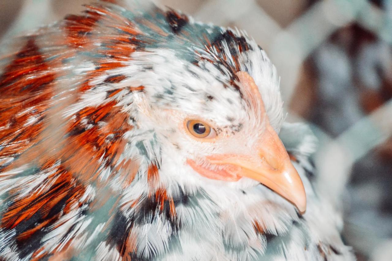Вилла Damwildfarm In Rollerbue Suedschweden Тюринге Экстерьер фото
