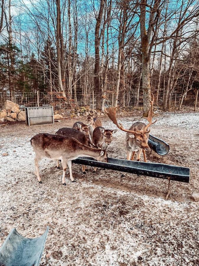 Вилла Damwildfarm In Rollerbue Suedschweden Тюринге Экстерьер фото